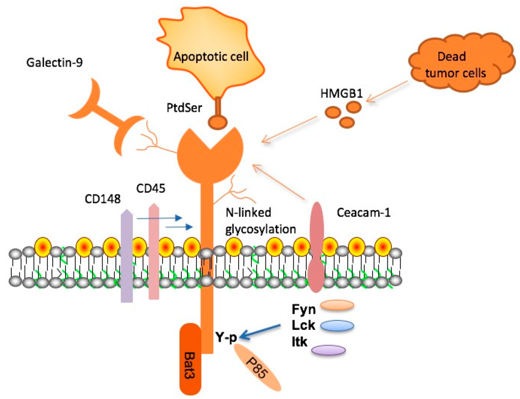 TIM-3 Therapy for Alzheimer’s: A New Hope for Treatment