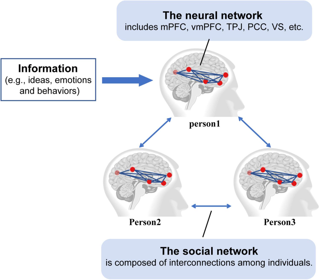 Social Connection Neuroscience: Understanding Brain Mechanisms