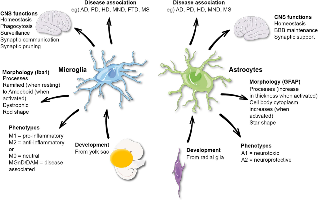 Microglial Research: A Breakthrough in Alzheimer’s Understanding